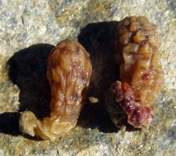 Styela plicata (esemplari raccolti)